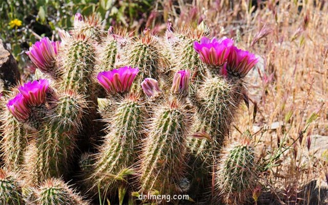 司虾 Echinocereus engelmannii