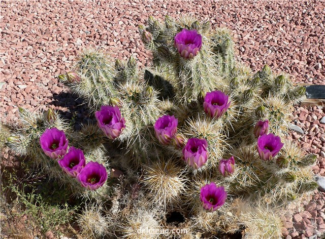 司虾 Echinocereus engelmannii