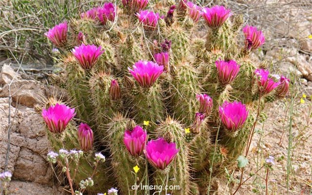 司虾 Echinocereus engelmannii