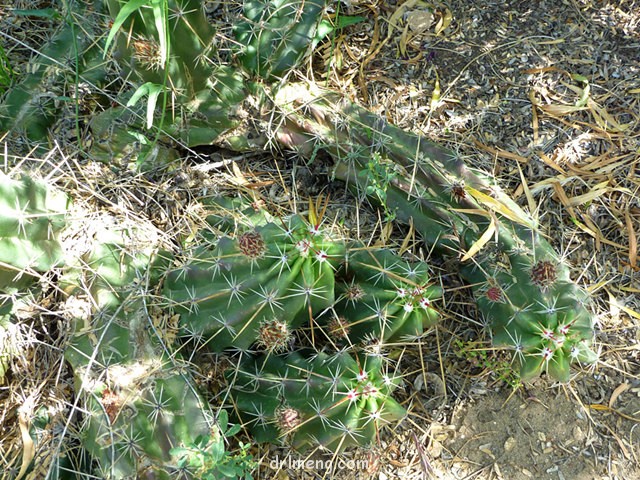 Echinocereus enneacanthus var. brevispinus