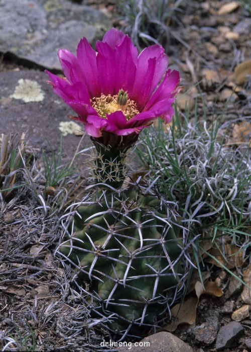 Echinocereus fendleri var. kuenzleri