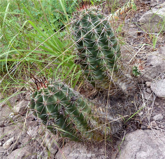 Echinocereus fendleri var. rectispinus