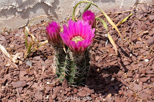 Echinocereus fendleri var. rectispinus