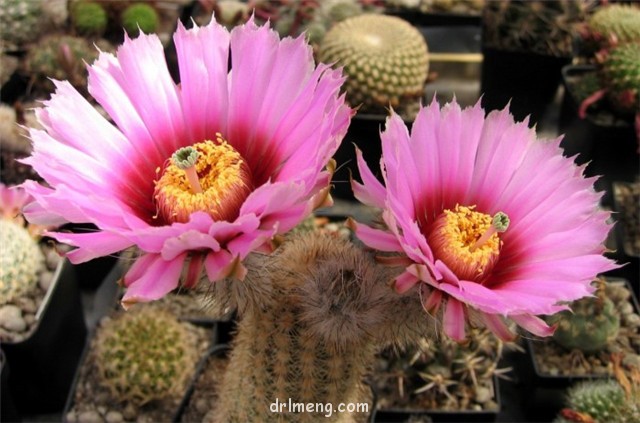 锦照虾 Echinocereus fitchii