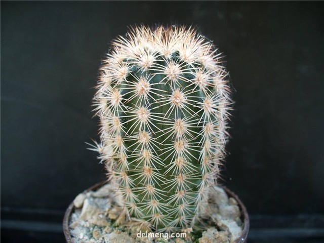 锦照虾 Echinocereus fitchii