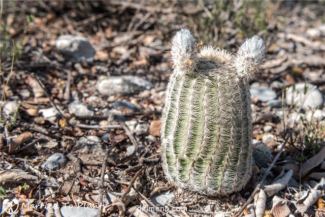 Echinocereus fitchii ssp. bergmanii