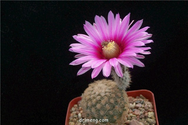 Echinocereus fitchii ssp. bergmanii