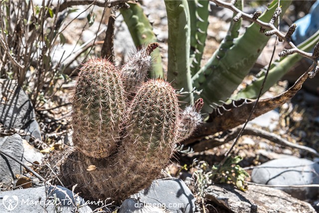 Echinocereus fitchii var. armatus