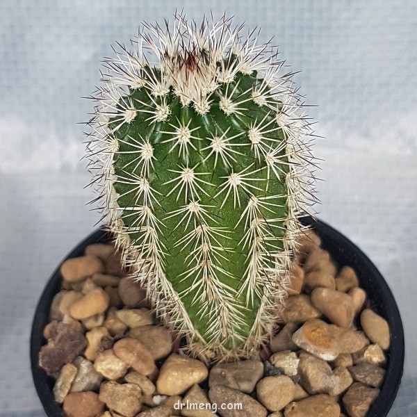 锦照虾 Echinocereus fitchii