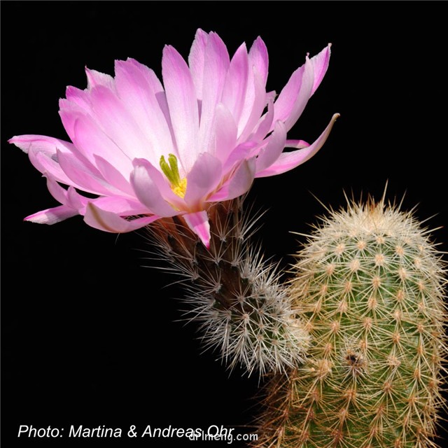 鲜红虾 Echinocereus floresii