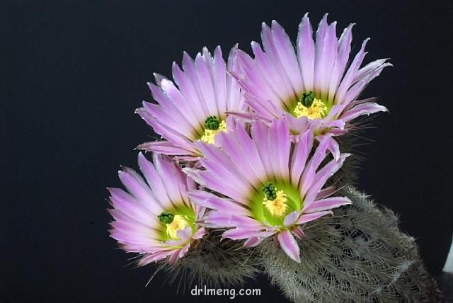 弁庆虾 Echinocereus grandis