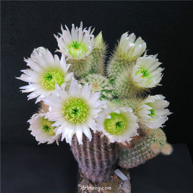 弁庆虾 Echinocereus grandis