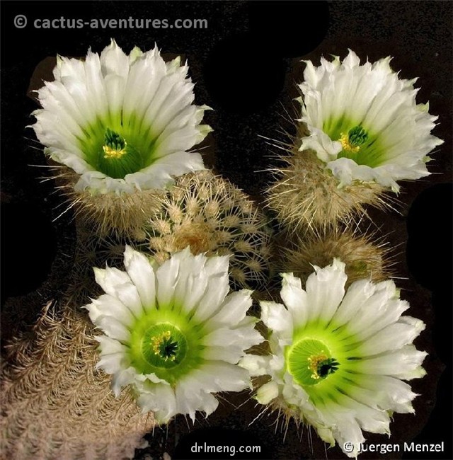 弁庆虾 Echinocereus grandis