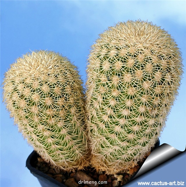 弁庆虾 Echinocereus grandis