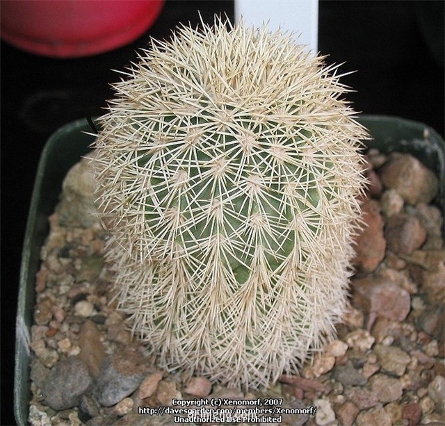 弁庆虾 Echinocereus grandis