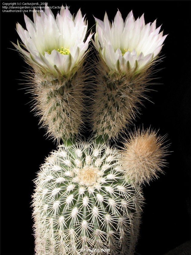 弁庆虾 Echinocereus grandis