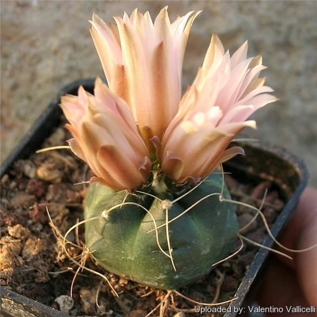 Echinocereus knippelianus var. kruegeri