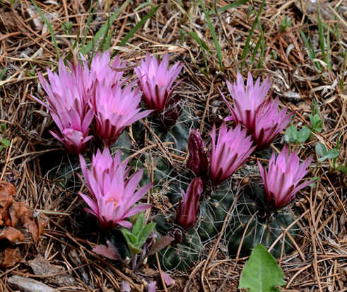 Echinocereus knippelianus var. kruegeri