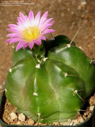 Echinocereus knippelianus var. reyesii