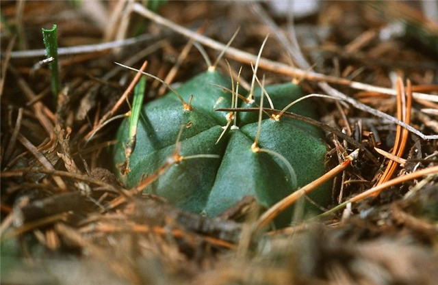 宇宙殿 Echinocereus knippelianus subs. kruegeri