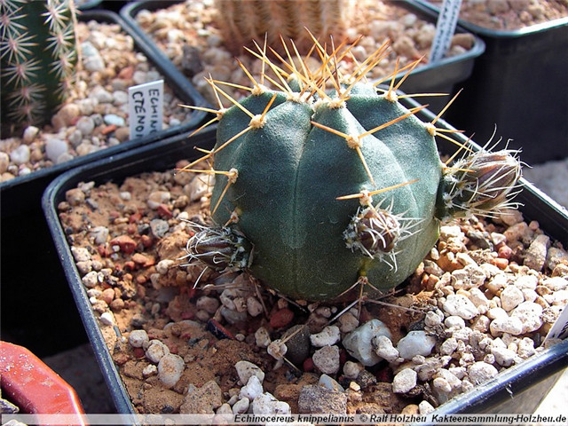 宇宙殿 Echinocereus knippelianus subs. kruegeri