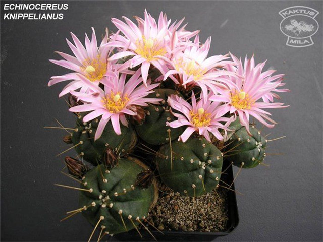 宇宙殿 Echinocereus knippelianus subs. kruegeri