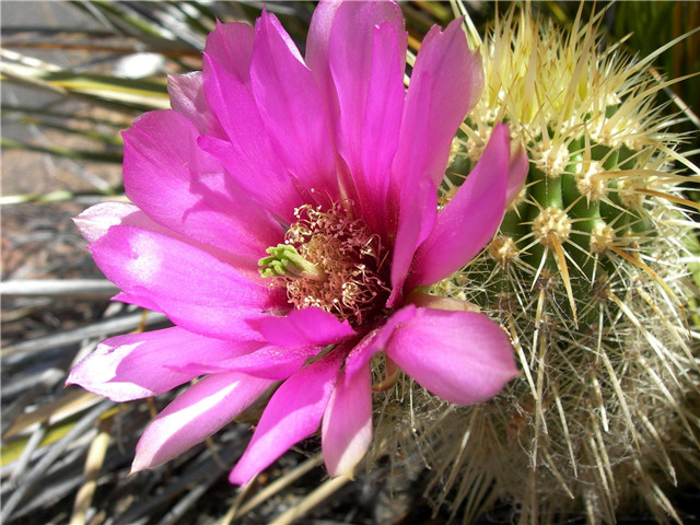 紫苑/丽人虾 Echinocereus ledingii