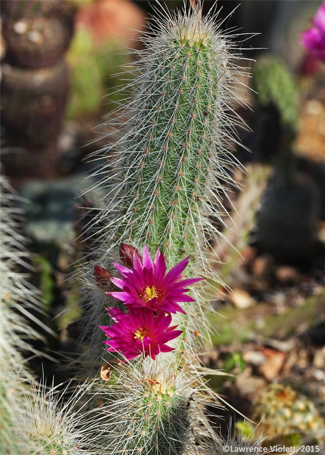 Echinocereus longisetus var. rayonensis