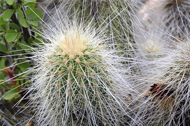 王将虾/黄龙虾 Echinocereus longisetus