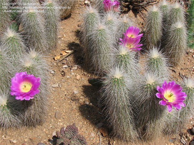 王将虾/黄龙虾 Echinocereus longisetus