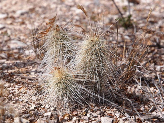 王将虾/黄龙虾 Echinocereus longisetus