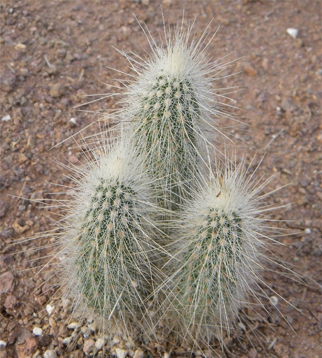 王将虾/黄龙虾 Echinocereus longisetus