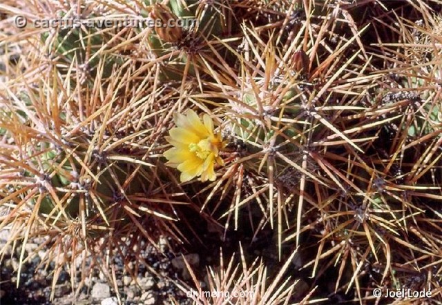 海神虾 Echinocereus maritimus