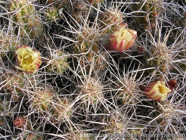 海神虾 Echinocereus maritimus