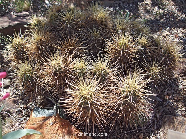 海神虾 Echinocereus maritimus