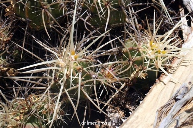 海神虾 Echinocereus maritimus