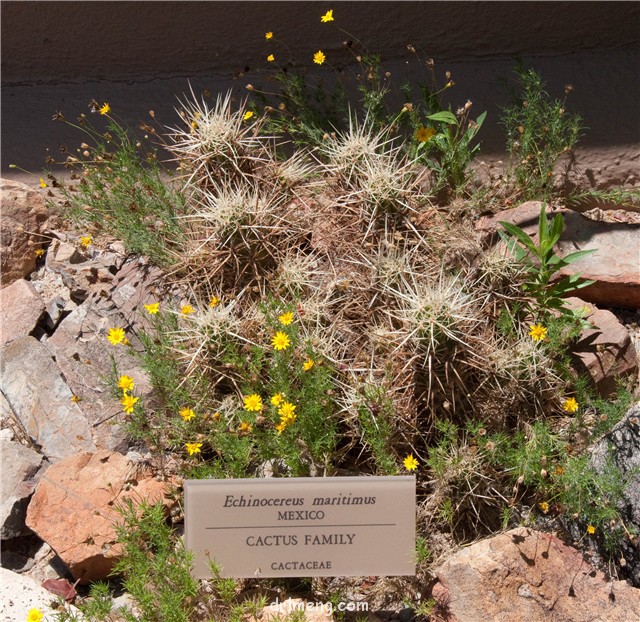 海神虾 Echinocereus maritimus