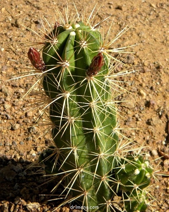 海神虾 Echinocereus maritimus