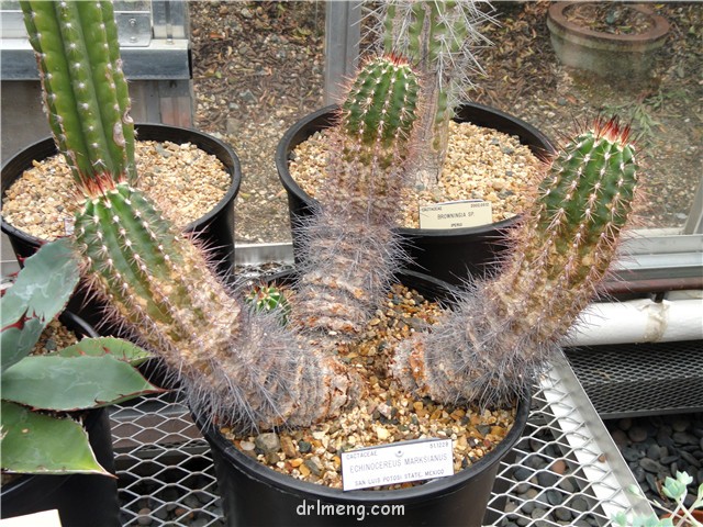 刺武者 Echinocereus marksianus