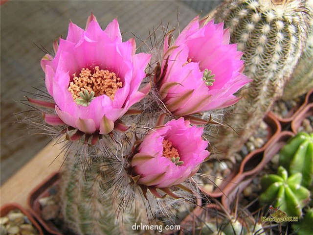 摺墨/红刺虾/白焰丸 Echinocereus melanocentrus