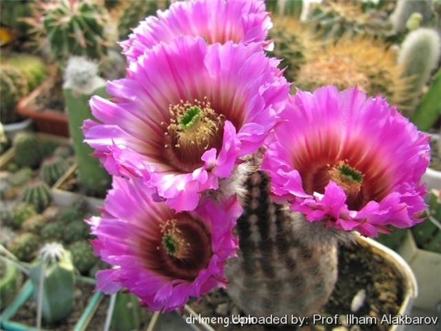 摺墨/红刺虾/白焰丸 Echinocereus melanocentrus