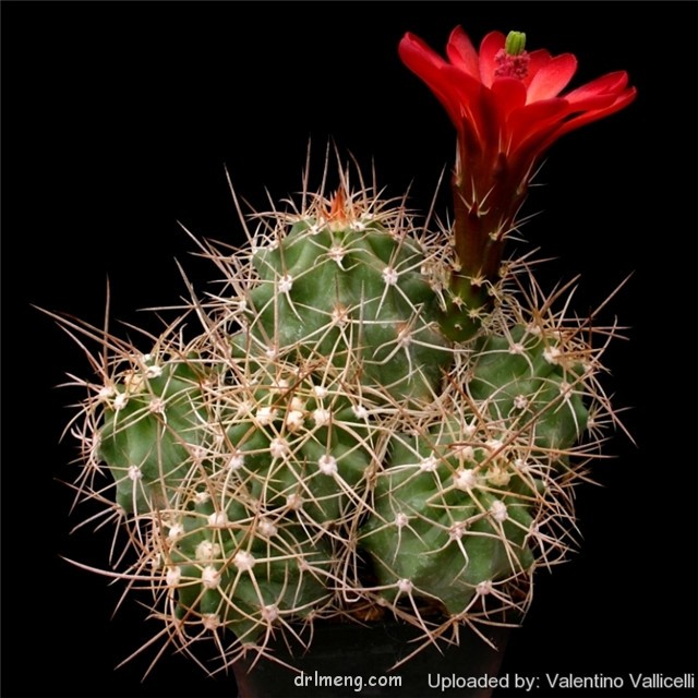 大花虾、歌声鸟 Echinocereus mojavensis