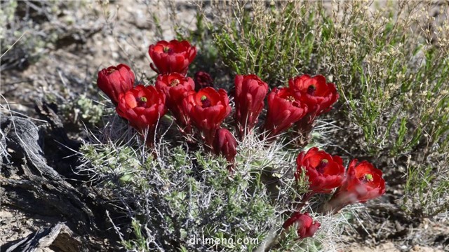 大花虾、歌声鸟 Echinocereus mojavensis