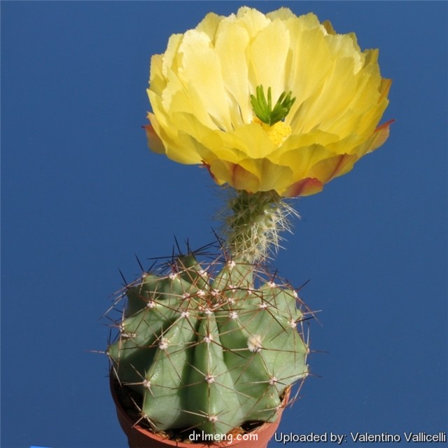 大玉杯 Echinocereus ochoterenae