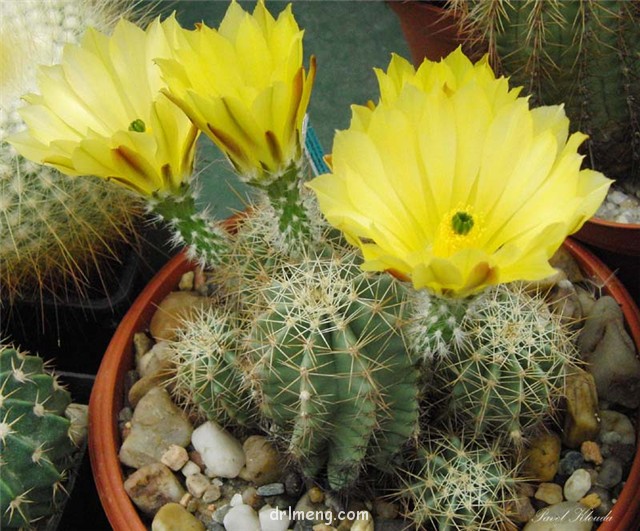 大玉杯 Echinocereus ochoterenae