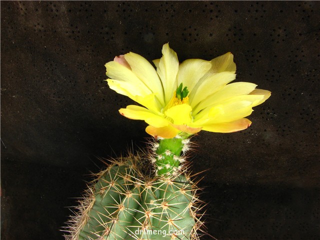 大玉杯 Echinocereus ochoterenae