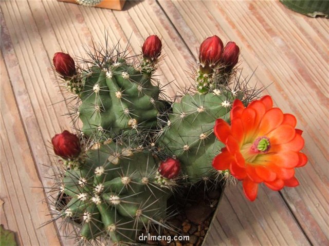 月影虾/罗马虾/猛虎 Echinocereus octacanthus