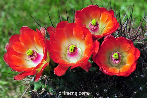 月影虾/罗马虾/猛虎 Echinocereus octacanthus