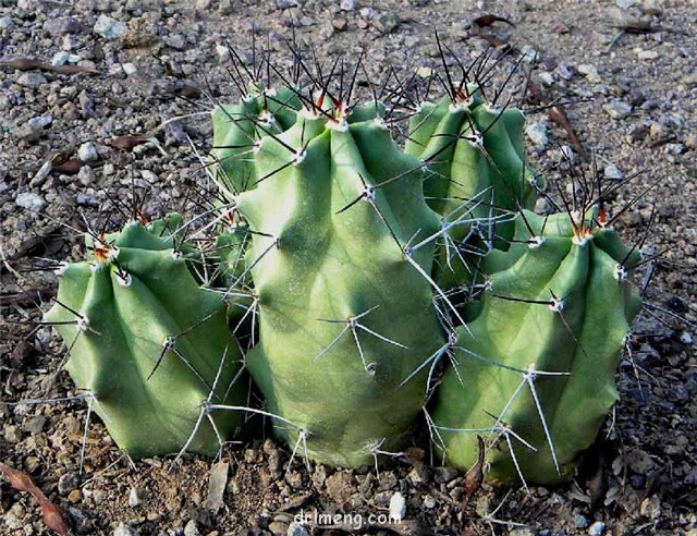 月影虾/罗马虾/猛虎 Echinocereus octacanthus