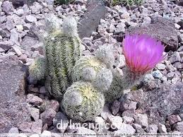 Echinocereus reichenbachii var. oklahomensis